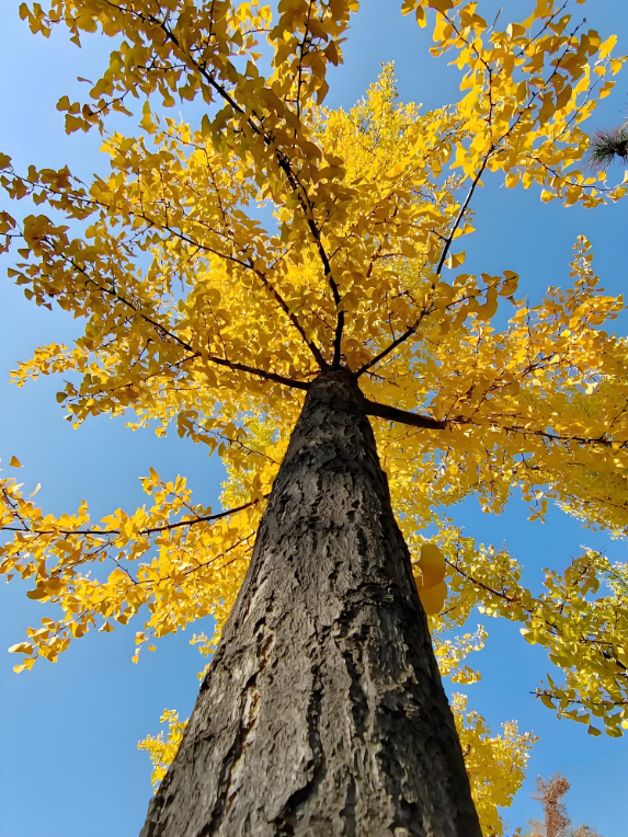 金秋致信：寰宇板材以質(zhì)踐諾，回饋每一份信賴